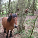 Burguete's Ponies