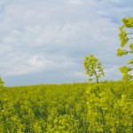 The Running of the Yellow Flowers