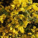 Flowers along the road outside of Hornillos del Camino.