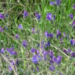 Wild Irises